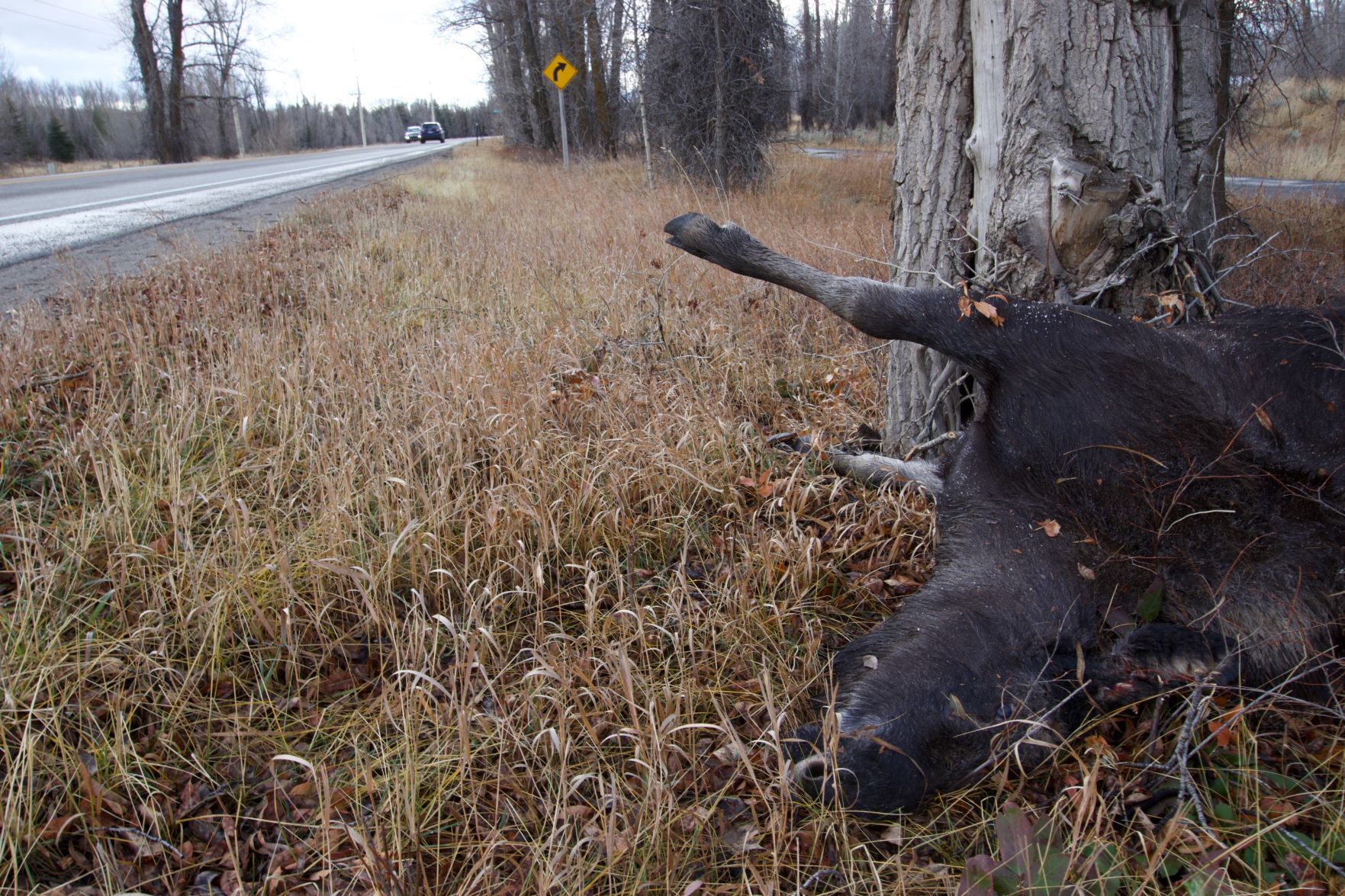 Moose down on 390